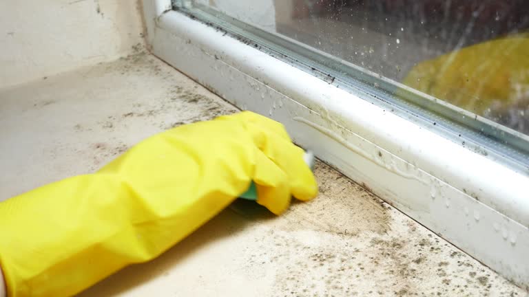 Why You Should Choose Our Mold Remediation Services in Oyster Bay Cove, NY